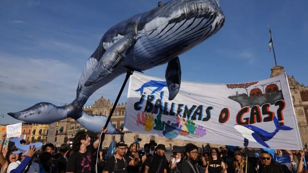 Organizaciones promueven la protección del Golfo de California frente a proyectos energéticos y amenazas para la vida marina