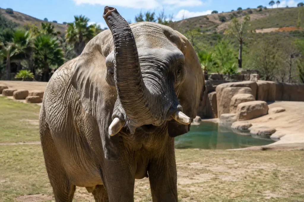 Elefante africano en Elephant Valley del Safari Park de San Diego dentro de un programa de conservación animal
