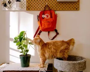 San Diego estudia eliminar tarifas por mascotas en viviendas de renta para reducir costos de alquiler y mejorar la transparencia.