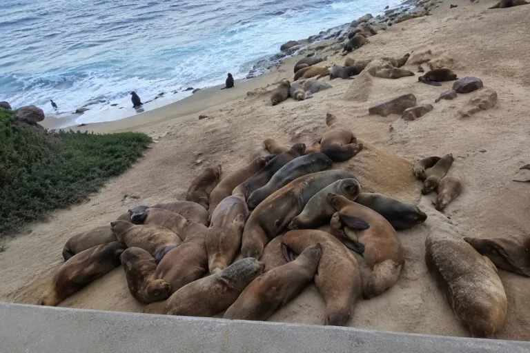 La Jolla analiza medidas para proteger a los leones marinos y fortalecer la conservación de la fauna marina en San Diego.