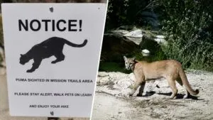 Señales de advertencia por avistamiento de puma en Mission Trails para proteger a visitantes y fauna silvestre en San Diego.