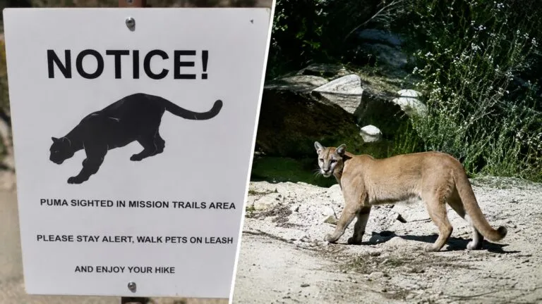 Señales de advertencia por avistamiento de puma en Mission Trails para proteger a visitantes y fauna silvestre en San Diego.