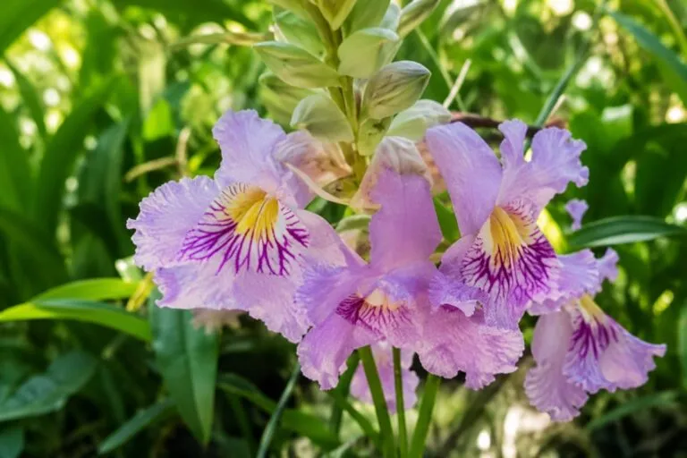 Plantas en macetas inspeccionadas por posible plaga invasora en California tras la alerta emitida por autoridades agrícolas.
