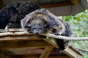 Crías de binturong en el Zoológico de San Diego impulsan la conservación de una especie vulnerable en California.