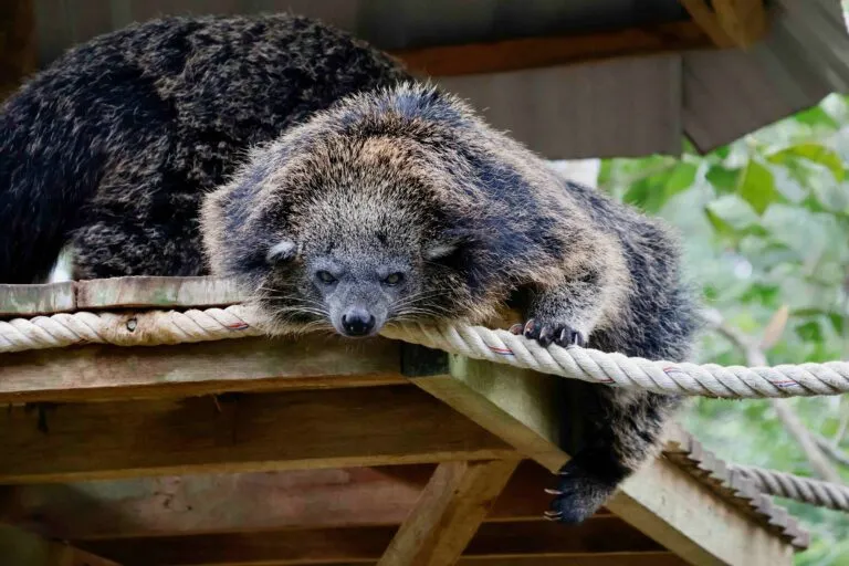 Crías de binturong en el Zoológico de San Diego impulsan la conservación de una especie vulnerable en California.