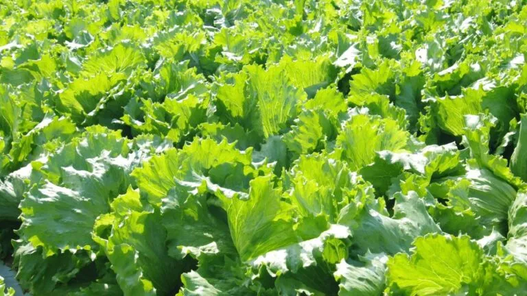 Investigación sanitaria por un brote de ciclosporosis relacionado con lechuga distribuida en Estados Unidos