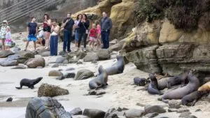 León marino protegido tras un caso de maltrato en La Jolla Cove
