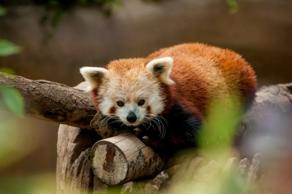 Programas de conservación pierden dos crías de panda rojo