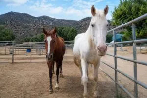 Rescate de caballos en Julian con traslado de 54 ejemplares a El Cajon para recuperación y futura adopción