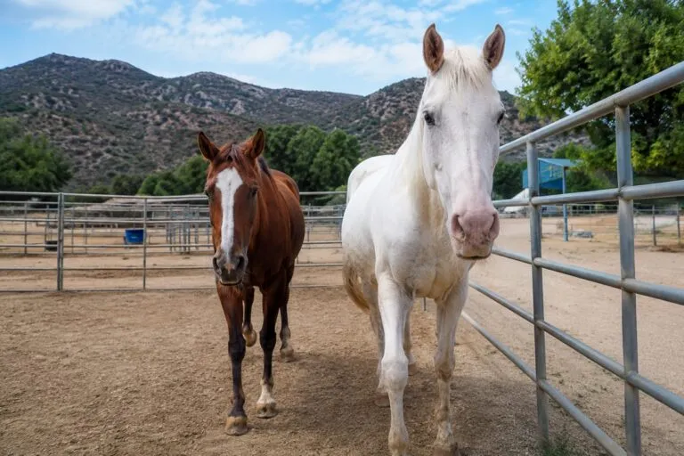 Rescate de caballos en Julian con traslado de 54 ejemplares a El Cajon para recuperación y futura adopción
