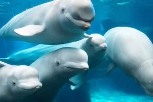 Rescate de belugas con SeaWorld San Diego y traslado de ballenas desde Canadá.