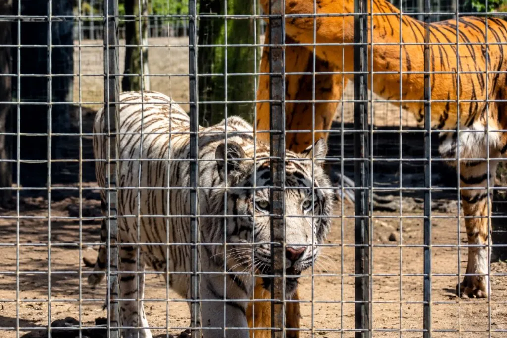 Zoológico de San Diego analiza recibir animales del Parque Morelos durante el proceso de reubicación en Baja California.