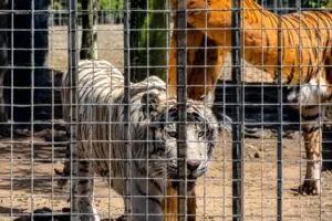 Zoológico de San Diego analiza recibir animales del Parque Morelos durante el proceso de reubicación en Baja California.