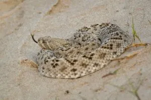 Serpientes de cascabel aumentan su presencia en senderos y zonas naturales de San Diego, California.