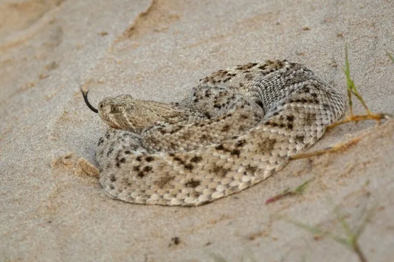 Serpientes de cascabel aumentan su presencia en senderos y zonas naturales de San Diego, California.