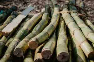 Trabajador realiza labores en un campo de caña de azúcar en México
