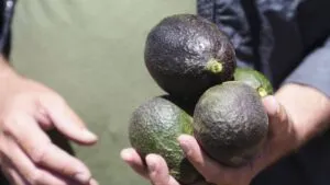 California plantea restricciones al aguacate mexicano ante el aumento de importaciones y los riesgos de seguridad en Michoacán.