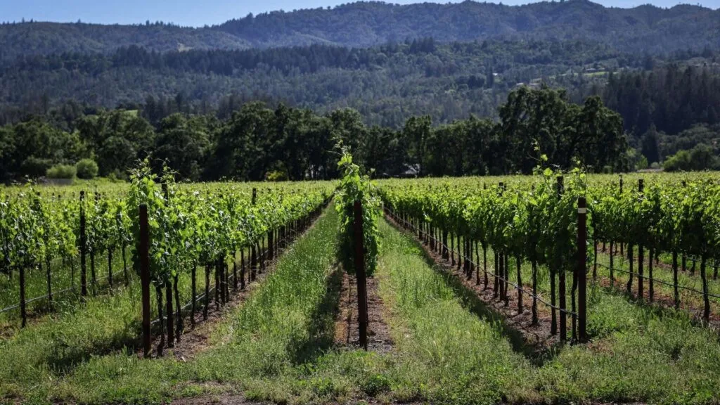 Crisis que afecta a las bodegas vitivinícolas de California
