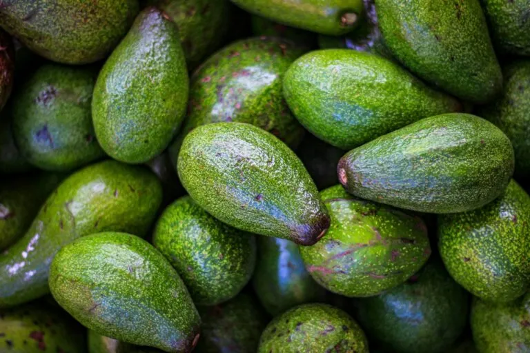 Productores de aguacate en Michoacán durante labores de cosecha para exportación a Estados Unidos con seguridad reforzada