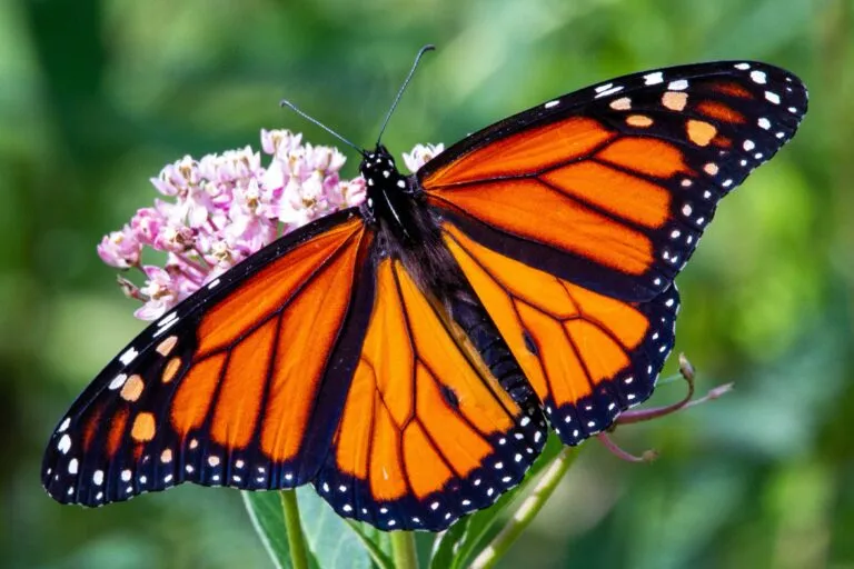 Mariposas monarca utilizan pequeños transmisores con tecnología solar para estudiar sus rutas y proteger sus refugios en California.