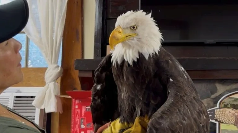 Jackie, la famosa águila calva de Big Bear Valley, murió a los 14 años después de varias semanas bajo cuidados veterinarios.