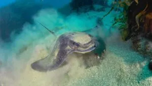 Picaduras de raya aumentan en playas del sur de California debido al calentamiento del océano y la mayor presencia de estos animales.