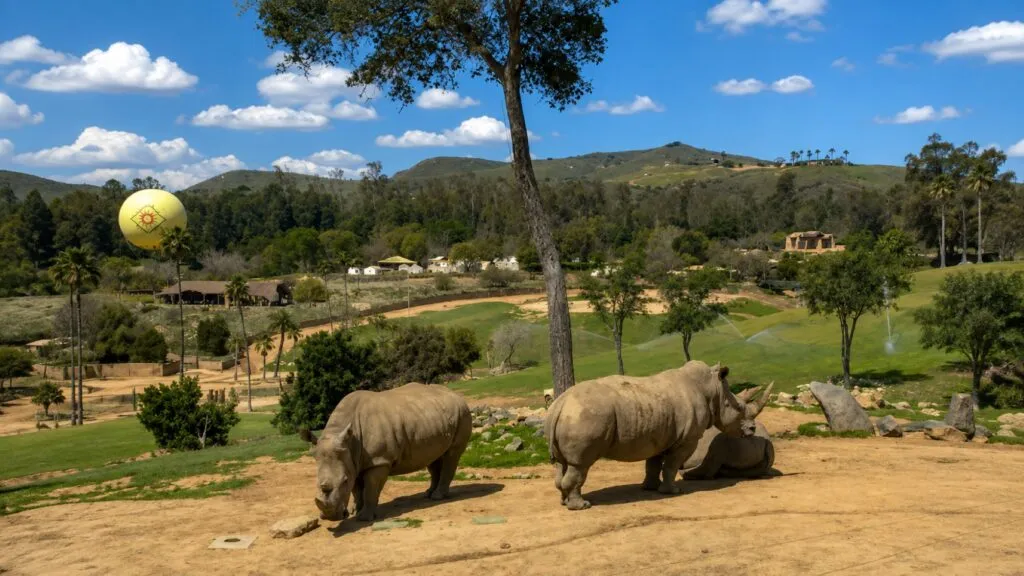 San Diego Zoo Safari Park destaca por sus 1,800 acres y grandes espacios dedicados a la vida silvestre.