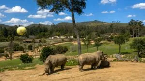 San Diego Zoo Safari Park destaca por sus 1,800 acres y grandes espacios dedicados a la vida silvestre.