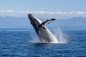 Ballenas de Rice estudiadas en el Golfo de México mediante nuevos sistemas de monitoreo acústico