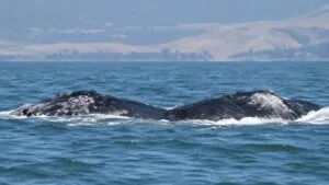 Ballena jorobada nadando en el río Sacramento de California cerca de Rio Vista