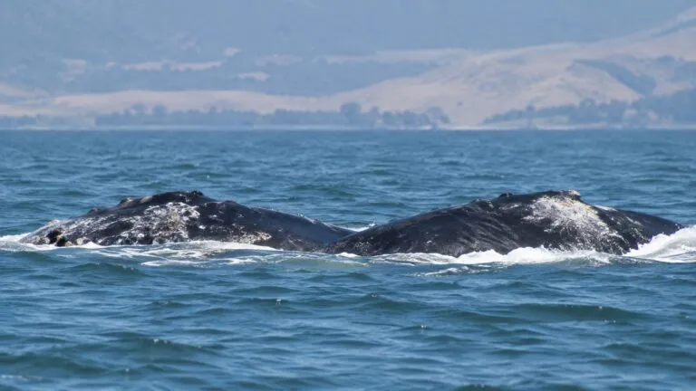 Ballena jorobada nadando en el río Sacramento de California cerca de Rio Vista