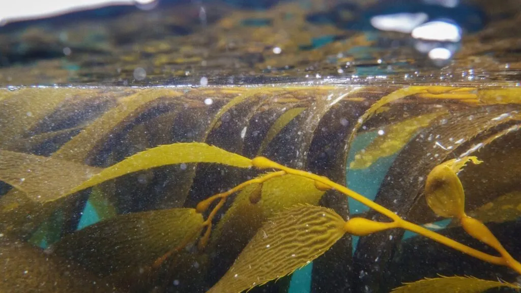 Granja de algas proyectada en California para producir kelp a gran escala.