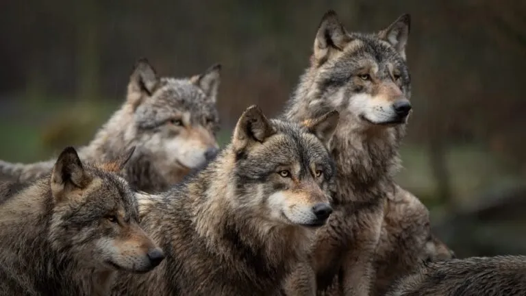 Los lobos enfrentan una revisión de sus protecciones federales mientras California mantiene medidas estatales de conservación.