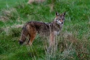 Coyotes en San Diego cerca de viviendas del sur de California durante un encuentro nocturno que genera alerta entre residentes.