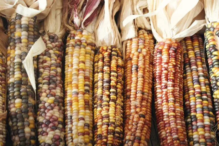 Productor trabajando en una milpa como ejemplo de la agricultura de Yucatán, los alimentos locales y la conservación de saberes mayas.