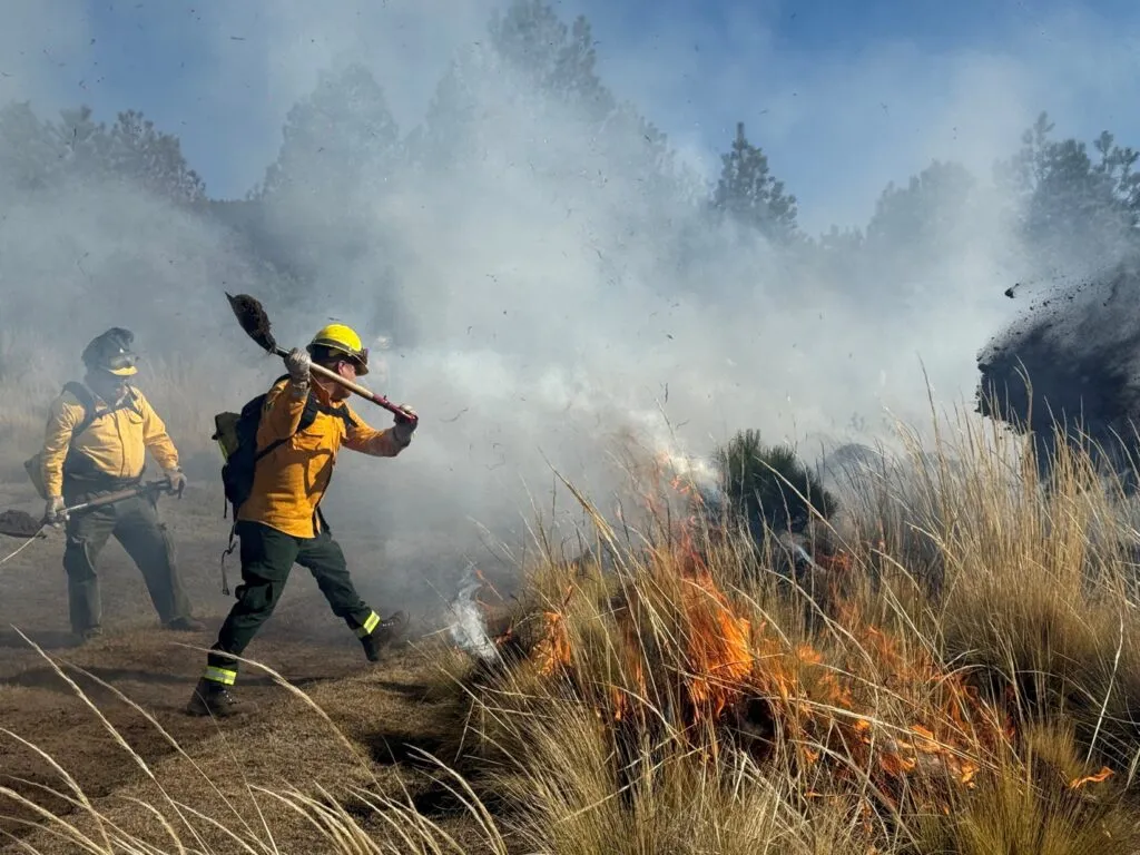 Mission Trails reduce el riesgo de incendios con trabajos para retirar vegetación invasora y material seco en San Diego.