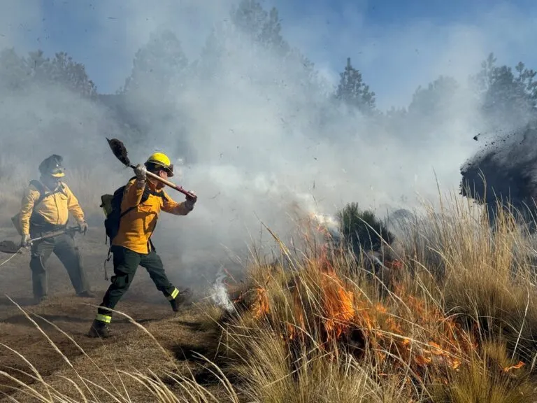 Mission Trails reduce el riesgo de incendios con trabajos para retirar vegetación invasora y material seco en San Diego.