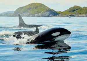 Orcas en San Diego nadan frente a la costa acompañadas por una pequeña cría