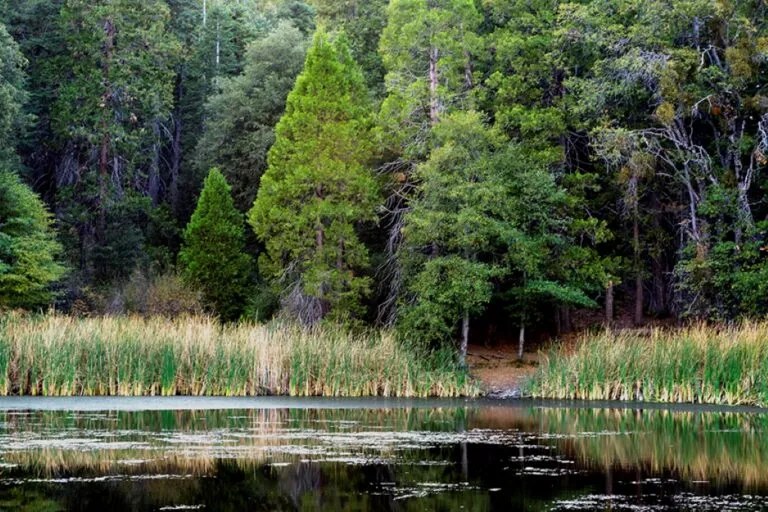 Palomar Mountain ofrece bosques, senderos y vistas naturales en el norte del condado de San Diego.