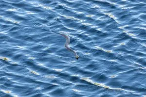 Serpiente marina venenosa en una playa de California tras aparecer nuevamente en las costas del estado.