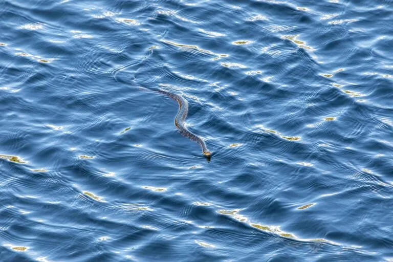 Serpiente marina venenosa en una playa de California tras aparecer nuevamente en las costas del estado.