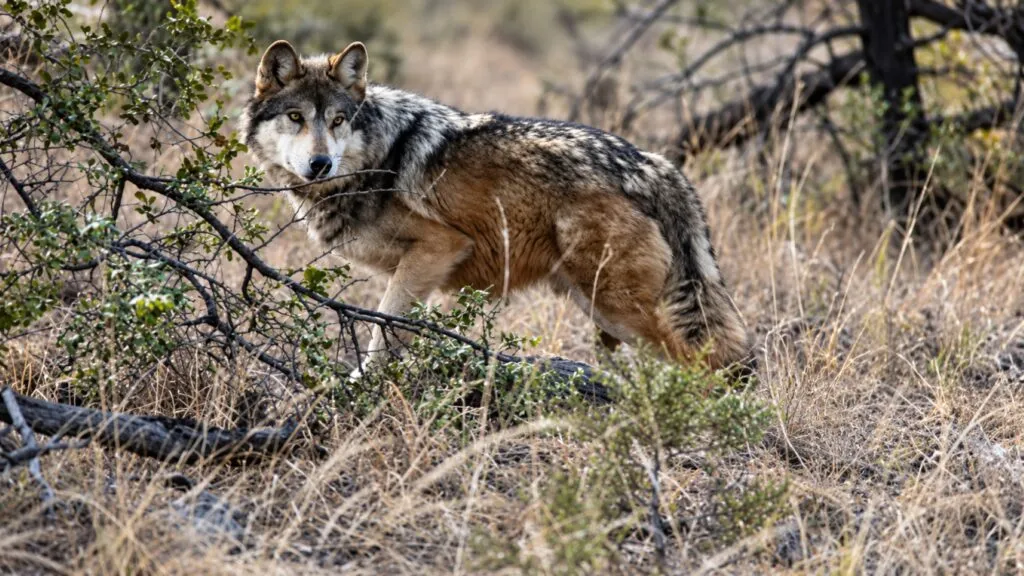 Protección del lobo gris genera debate ambiental y ganadero en Estados Unidos