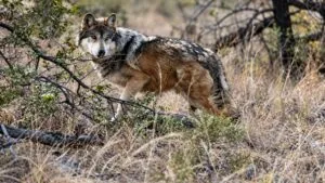 Protección del lobo gris genera debate ambiental y ganadero en Estados Unidos