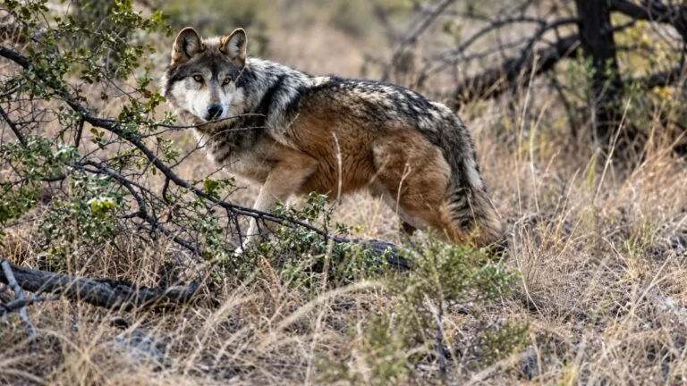 Protección del lobo gris genera debate ambiental y ganadero en Estados Unidos