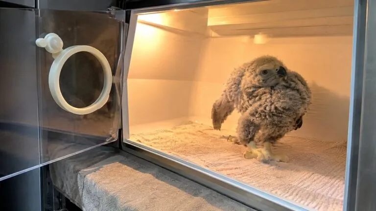 Cóndor de California rescatado recibe cuidados especiales en San Diego Zoo Safari Park