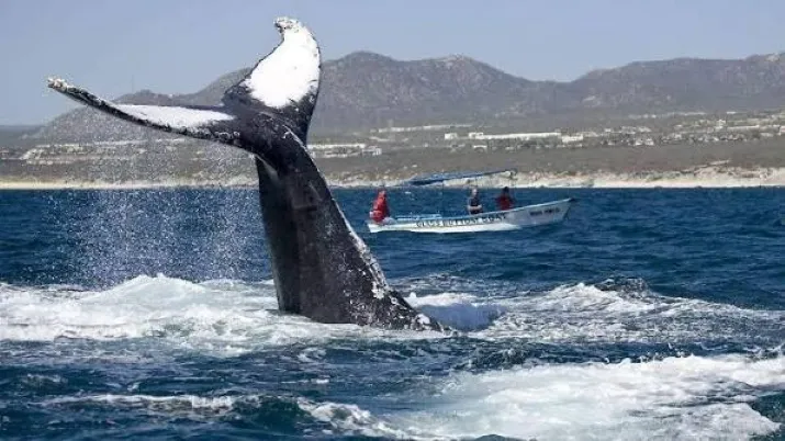 Rescate de ballena jorobada atrapada en un sedal frente a la costa del sur de California con apoyo de SeaWorld San Diego.