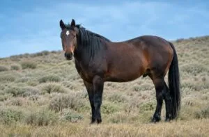 Caballo salvaje de pelaje oscuro y melena negra en un paisaje montañoso de California, inspirado en la historia de Campito.