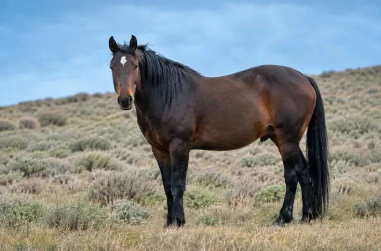 Caballo salvaje de pelaje oscuro y melena negra en un paisaje montañoso de California, inspirado en la historia de Campito.