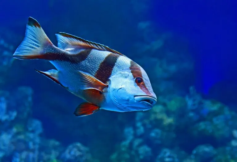 Fauna marina del Golfo de México en aguas profundas afectadas por un derrame petrolero y una recuperación ambiental limitada.