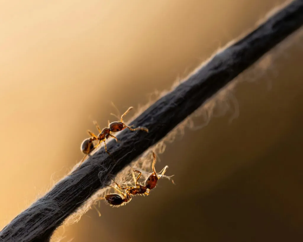 Hormigas en San Diego enfrentándose en el límite territorial entre dos supercolonias